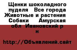 Щенки шоколадного пуделя - Все города Животные и растения » Собаки   . Амурская обл.,Ивановский р-н
